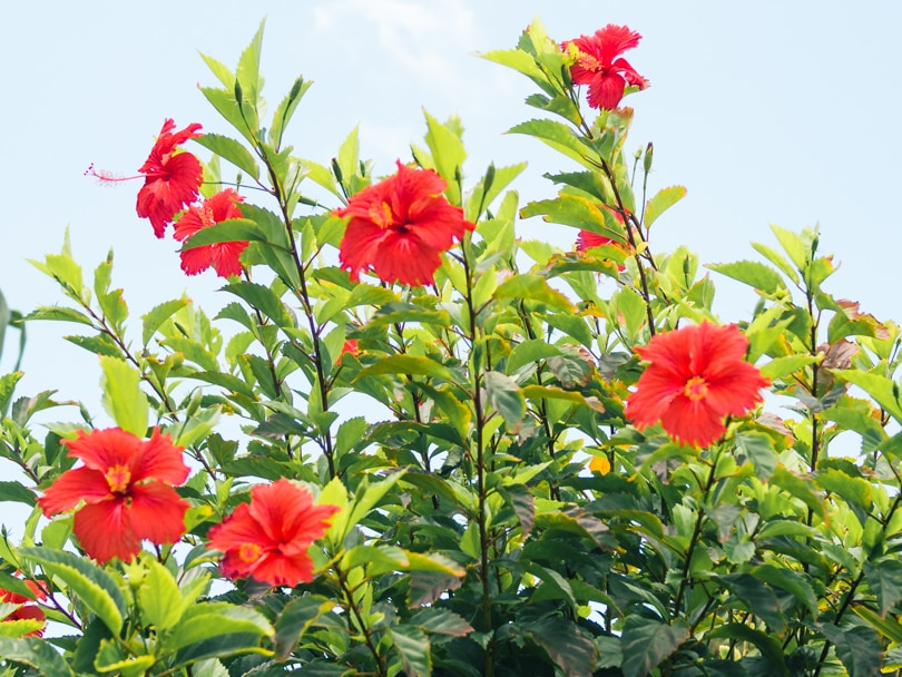 Talalla Beach, Sri Lanka - Hotel Panorama hibiscus