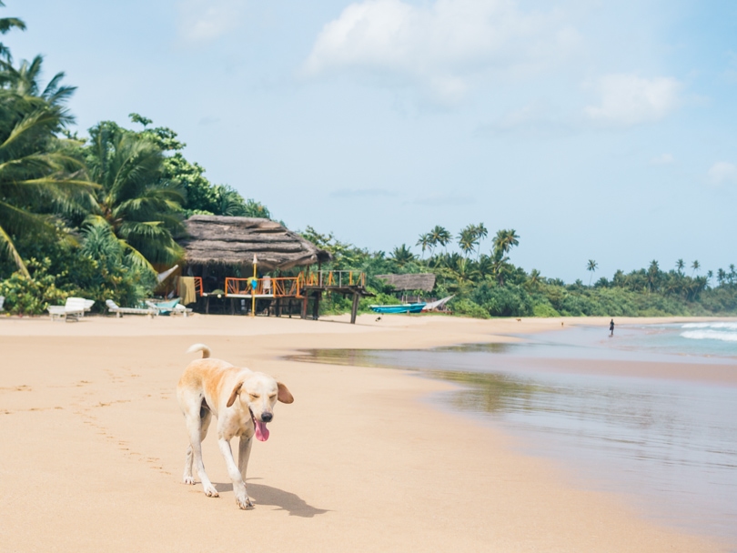 A cute stray dog on the beautiful Talalla Beach in Sri Lanka