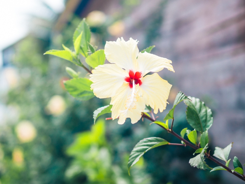 Talalla Beach, Sri Lanka - Hibiscus