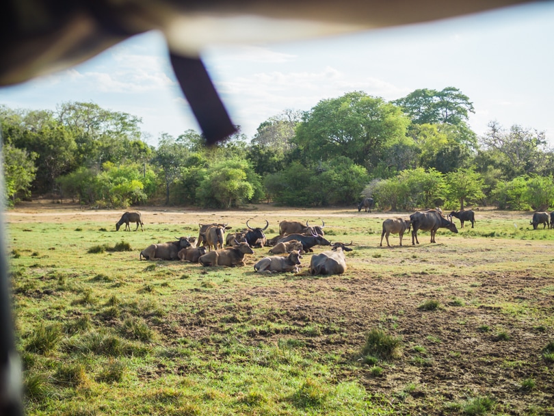 The ultimate two week Sri Lanka itinerary - Arugam Bay safari