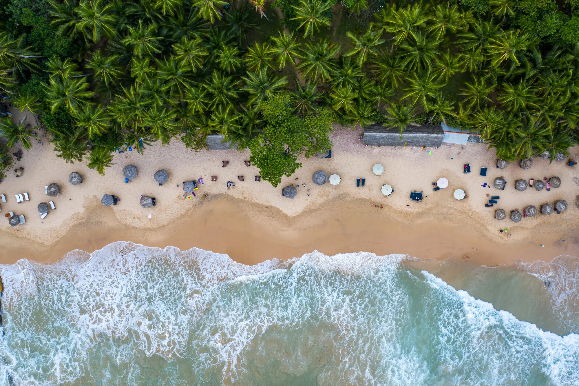 Aerial view of umbrellas and sun loungers on Tangalle Beach in Sri Lanka, lined by palm trees and turquoise water. A must during your two-week Sri Lanka itinerary.