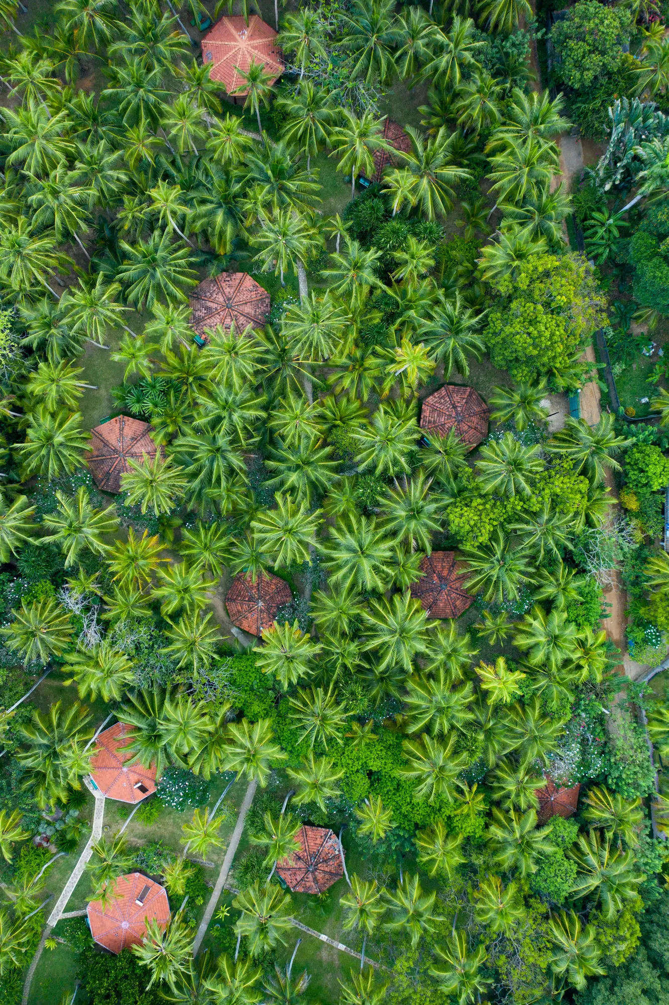 Drone view of cabana roofs in a palm tree jungle close to Tangalle Beach in Sri Lanka.