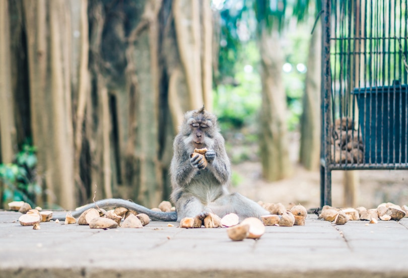 One cute monkey sitting in a pile of potatos holding one potato in his hands in the Sacred Monkey Forest in Ubud.