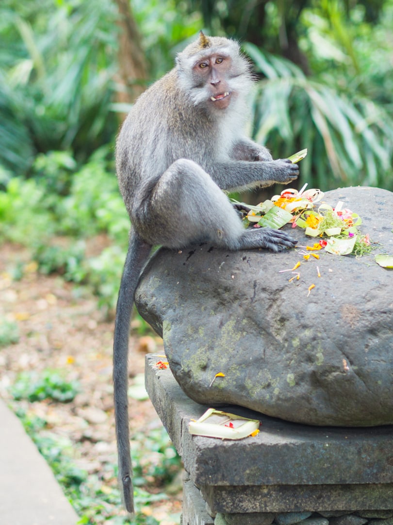 Monkey with a long tail sitting on top of a stone pillar, helping himself to a colorful offering in Ubud Sacred Monkey Forest.