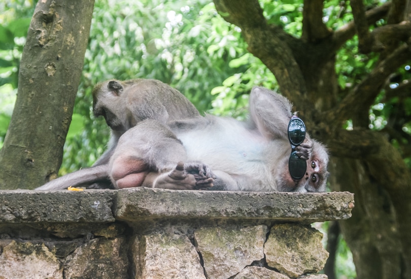 A cheeky monkey in Bali that stole my sunglasses at the Uluwatu Monkey Temple