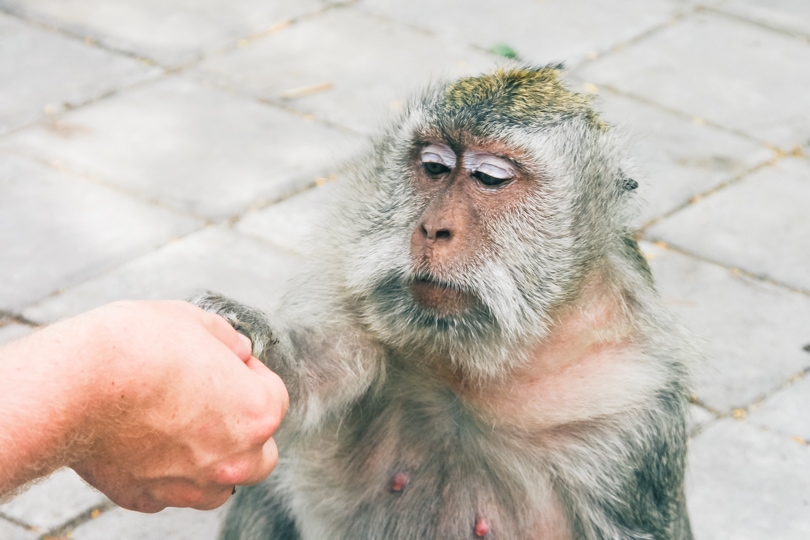 Hand giving peanuts to one of the cute monkeys at Uluwatu Monkey Temple in Bali.