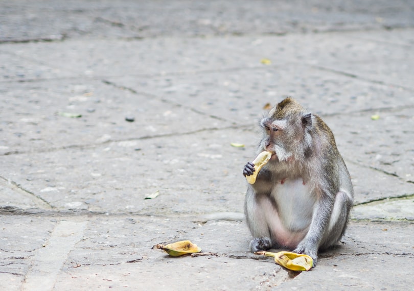 Monkey eating a banana with one hand, looking away from the camera, in the Sacred Monkey Forest in Ubud. One of the best places to see monkeys in Bali.