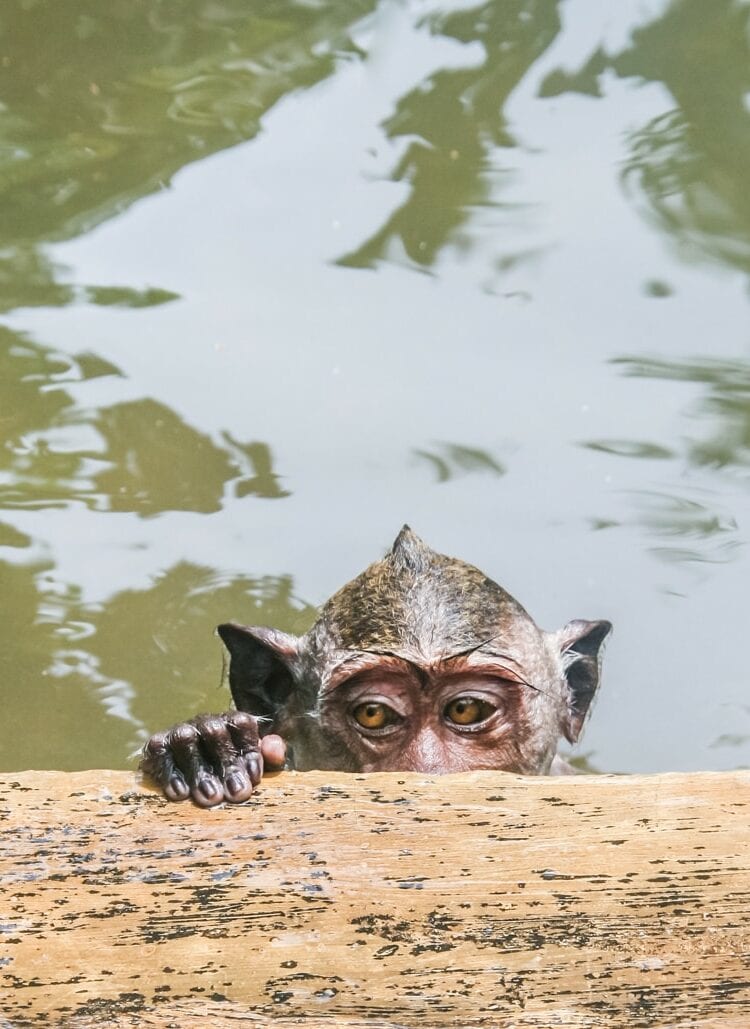 Monkey looking over the pool edge at Uluwatu monkey temple in Bali