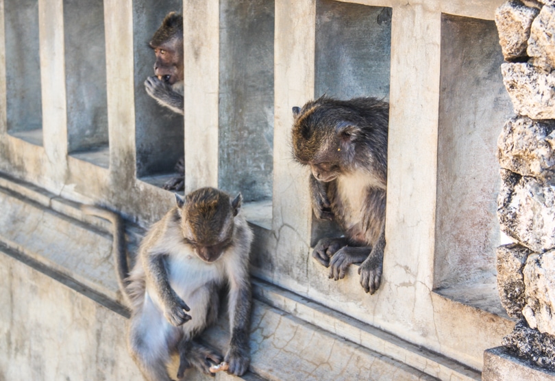 Three cheeky Bali monkeys chilling on a stone wall at the Uluwatu Monkey Temple.