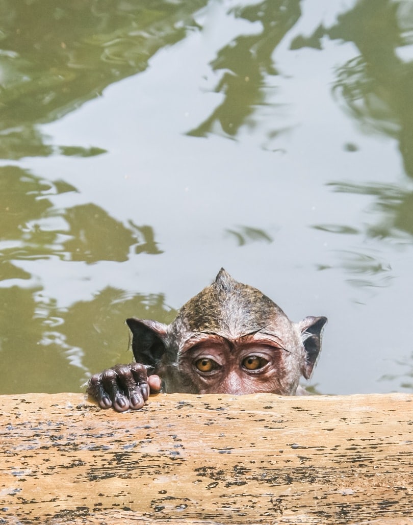 Monkey looking over the pool edge at Uluwatu monkey temple in Bali