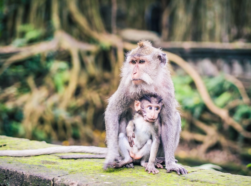 Mother monkey with a baby sitting on a stone wall in the Sacred Monkey Forest in Ubud. One of the best places to see monkeys in Bail.