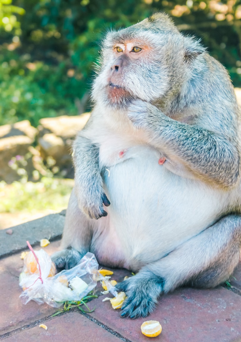 Chubby monkey with a large stomach eating fruit from a plastic bag at Uluwatu Monkey Temple.