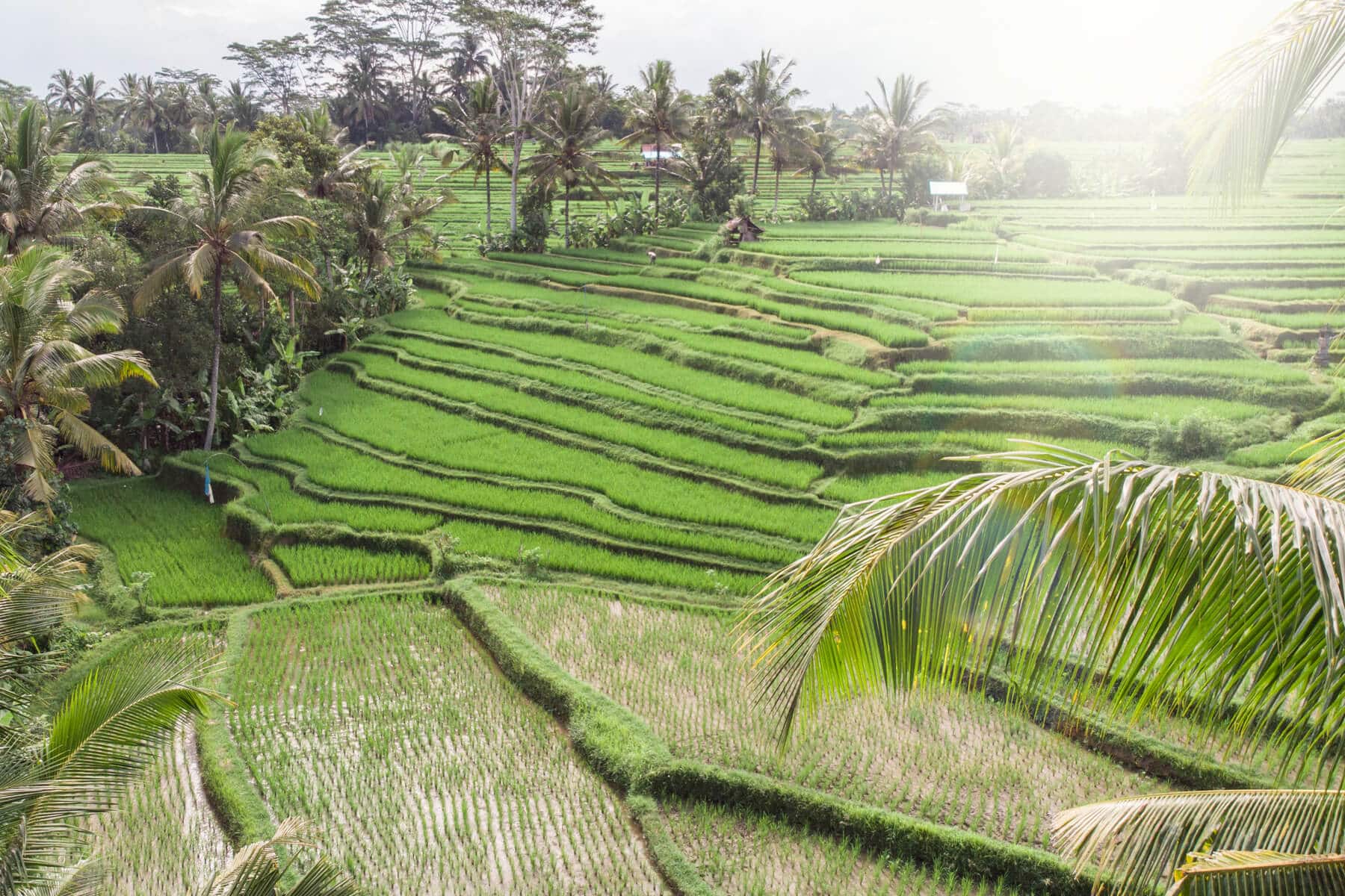 8 unique & affordable Bali Airbnbs - Green House in Ubud