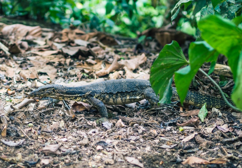 Lizard in the Ubud Sacred Monkey Forest in Ubud, Bali