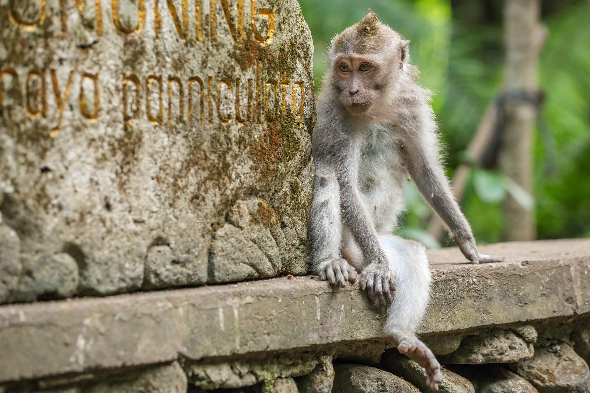 Small monkey sitting next to a stone sign at Alas Kedaton Monkey Forest. One of the best places to see monkeys in Bali