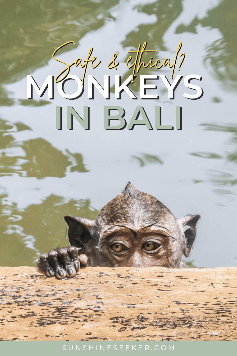 Discover the best places to see the monkeys in Bali that are ethical, how to stay safe and what to expect at the Monkey Forests and the Monkey Temple in Uluwatu.