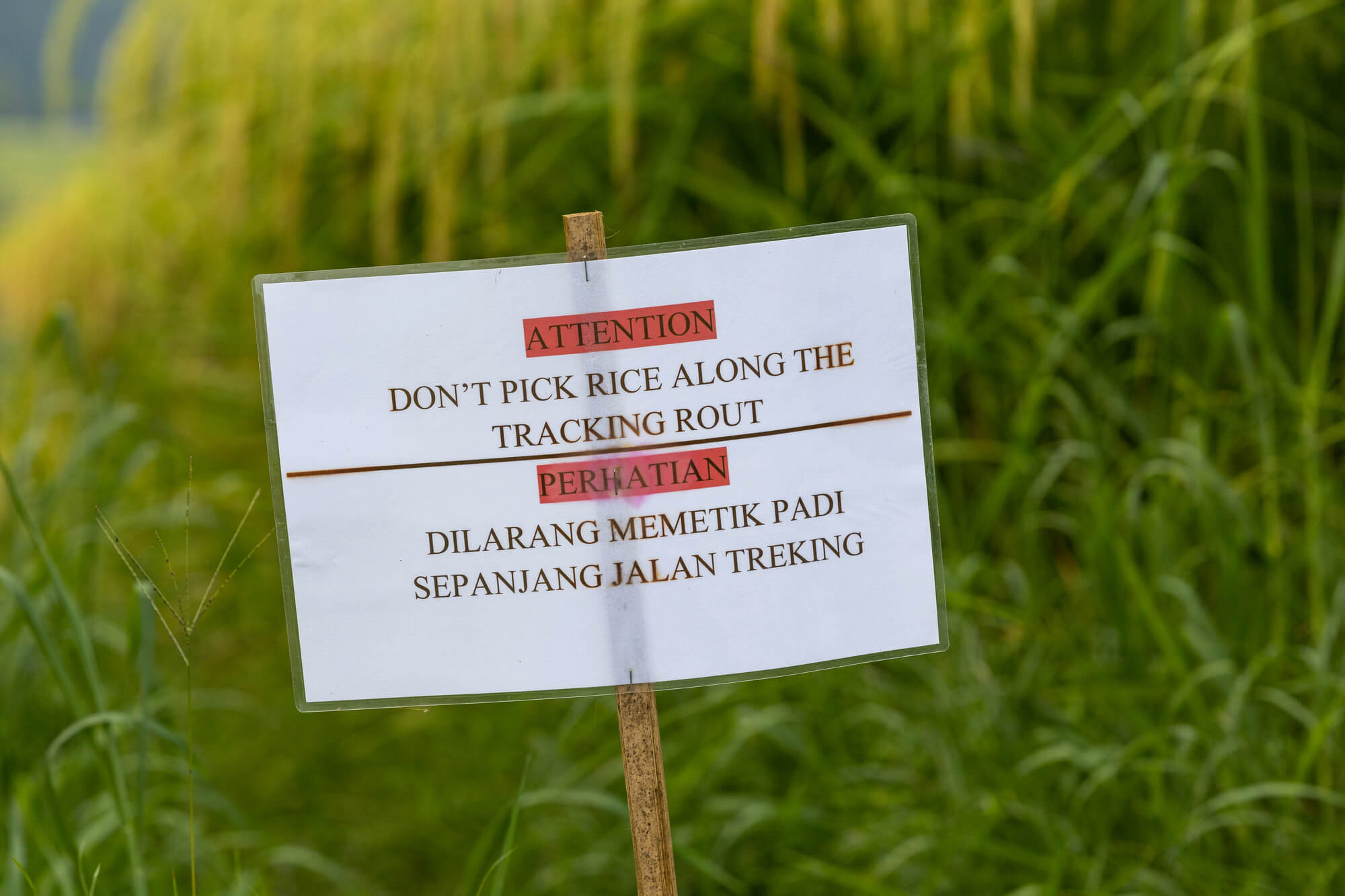 A warning sign in Jatiluwih Rice Terraces telling visitors not to pull up the rice plants