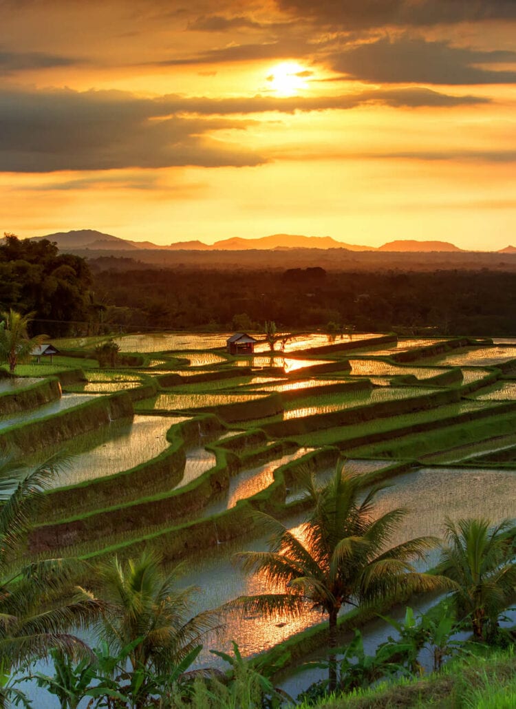 A golden sunset over the beautiful Jatiluwih Rice Terraces in Bali