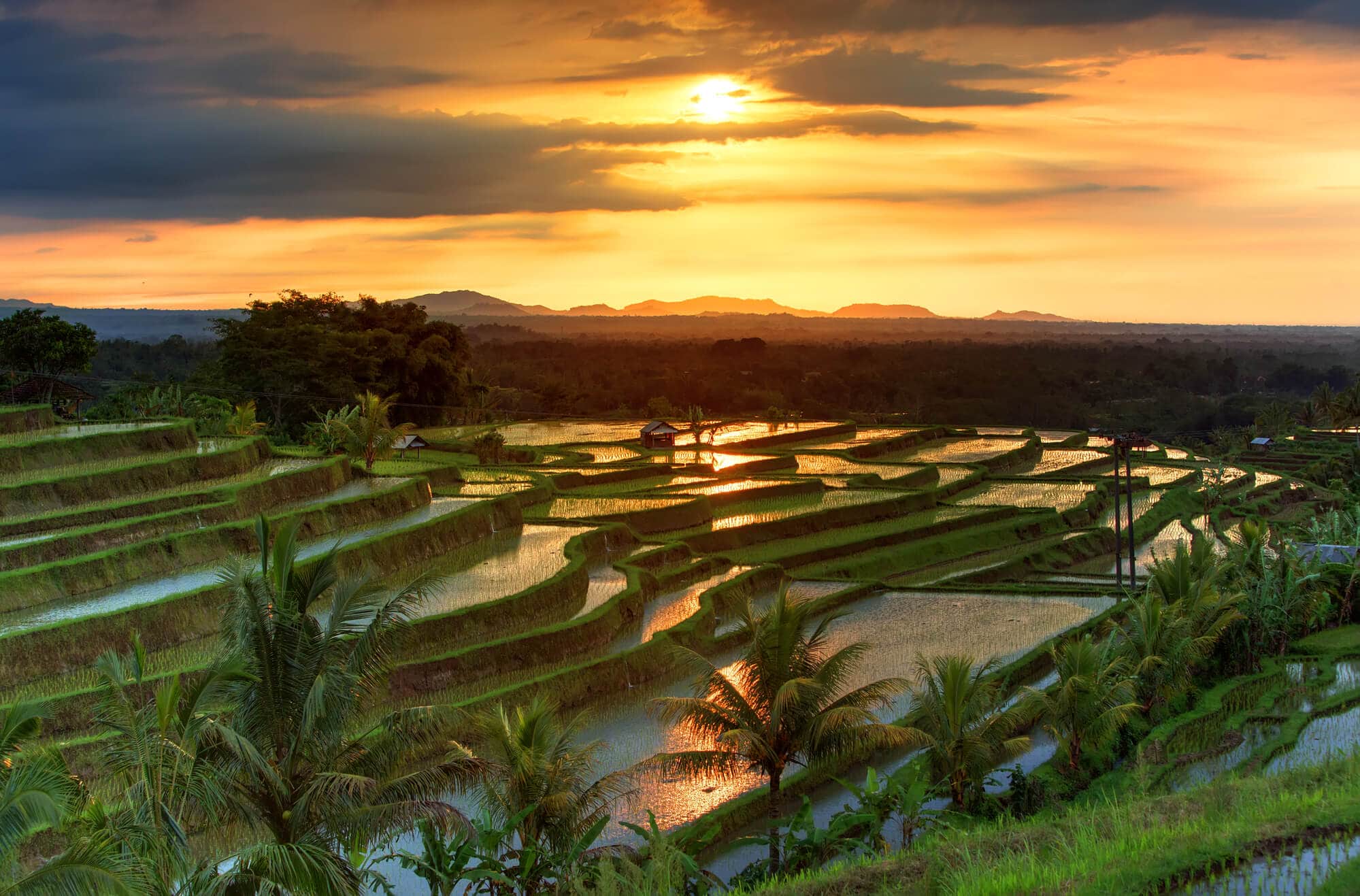 A golden sunset over the beautiful Jatiluwih Rice Terraces in Bali