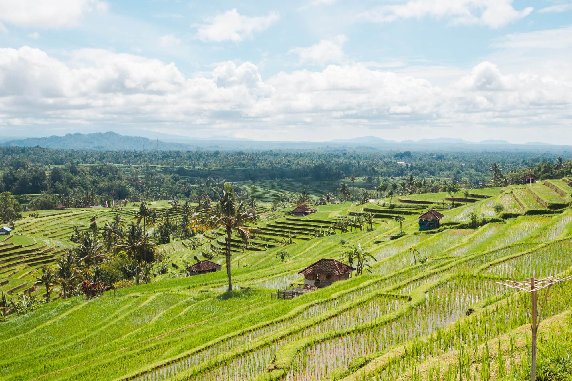 View of the incredible Jatiluwih Rice Terraces in Bali in February when the rice plants had just been planted