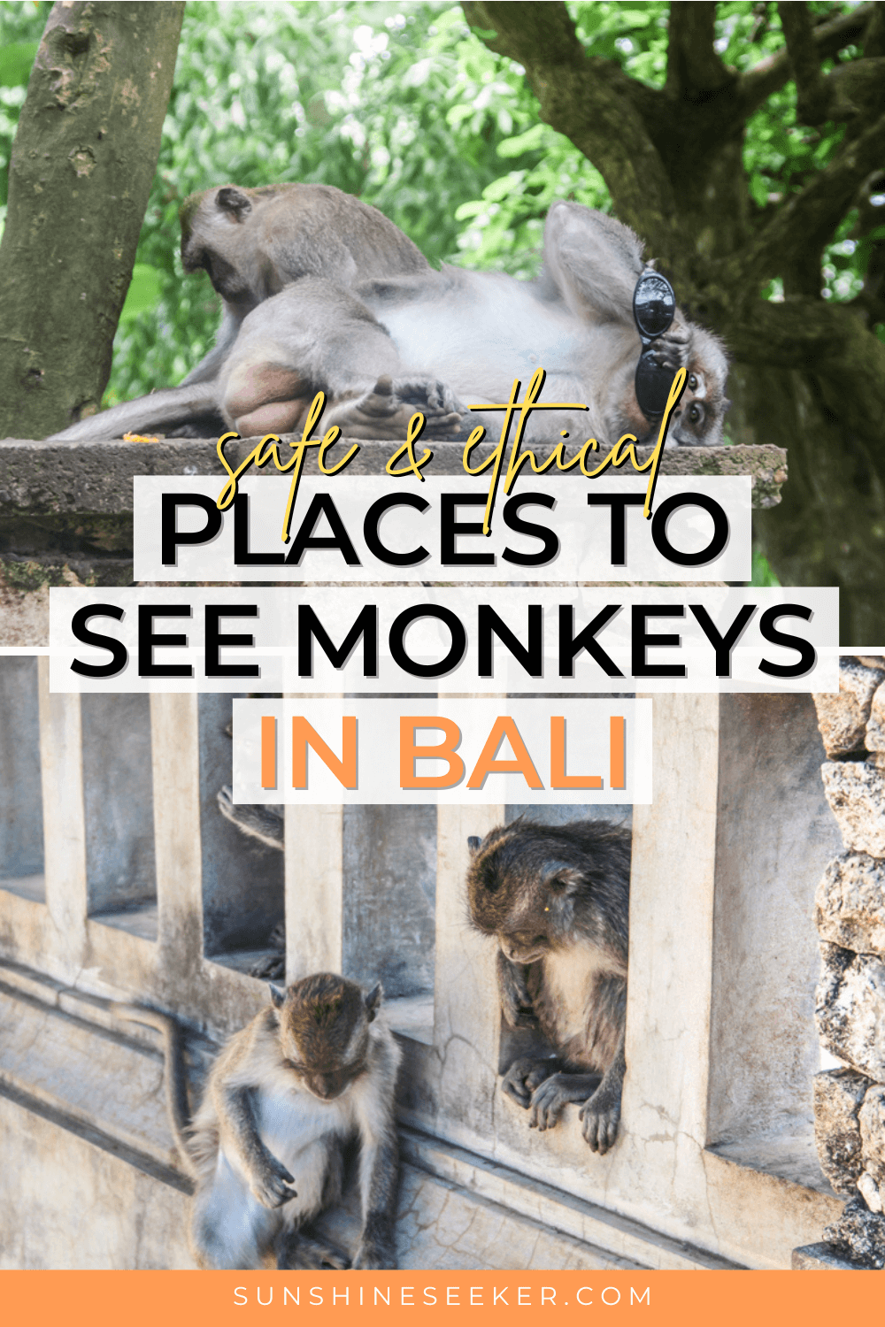 Discover the best places to see the monkeys in Bali that are ethical, how to stay safe and the best monkey tours in Bali. 