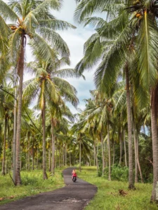 Girl in a red dress driving a scooter on an empty road beneath tall palm trees in Nusa Penida, is it worth visiting?