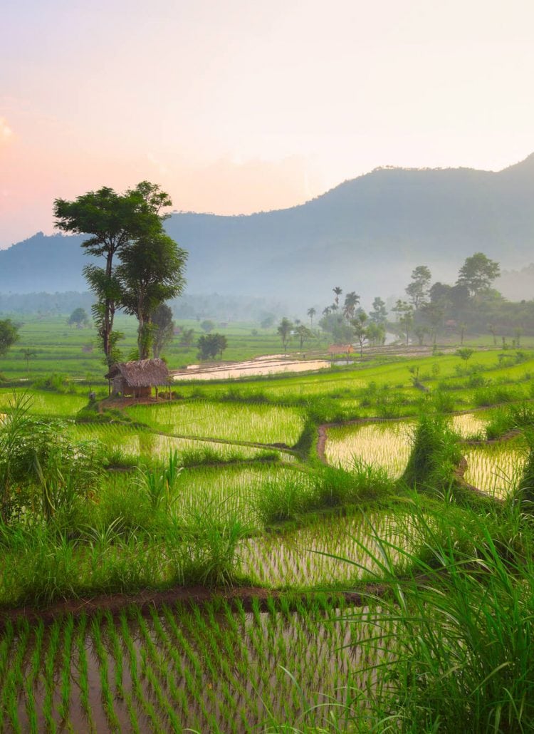 Sunrise over rice fields in Bali - 17 things you need to know before visiting Bali