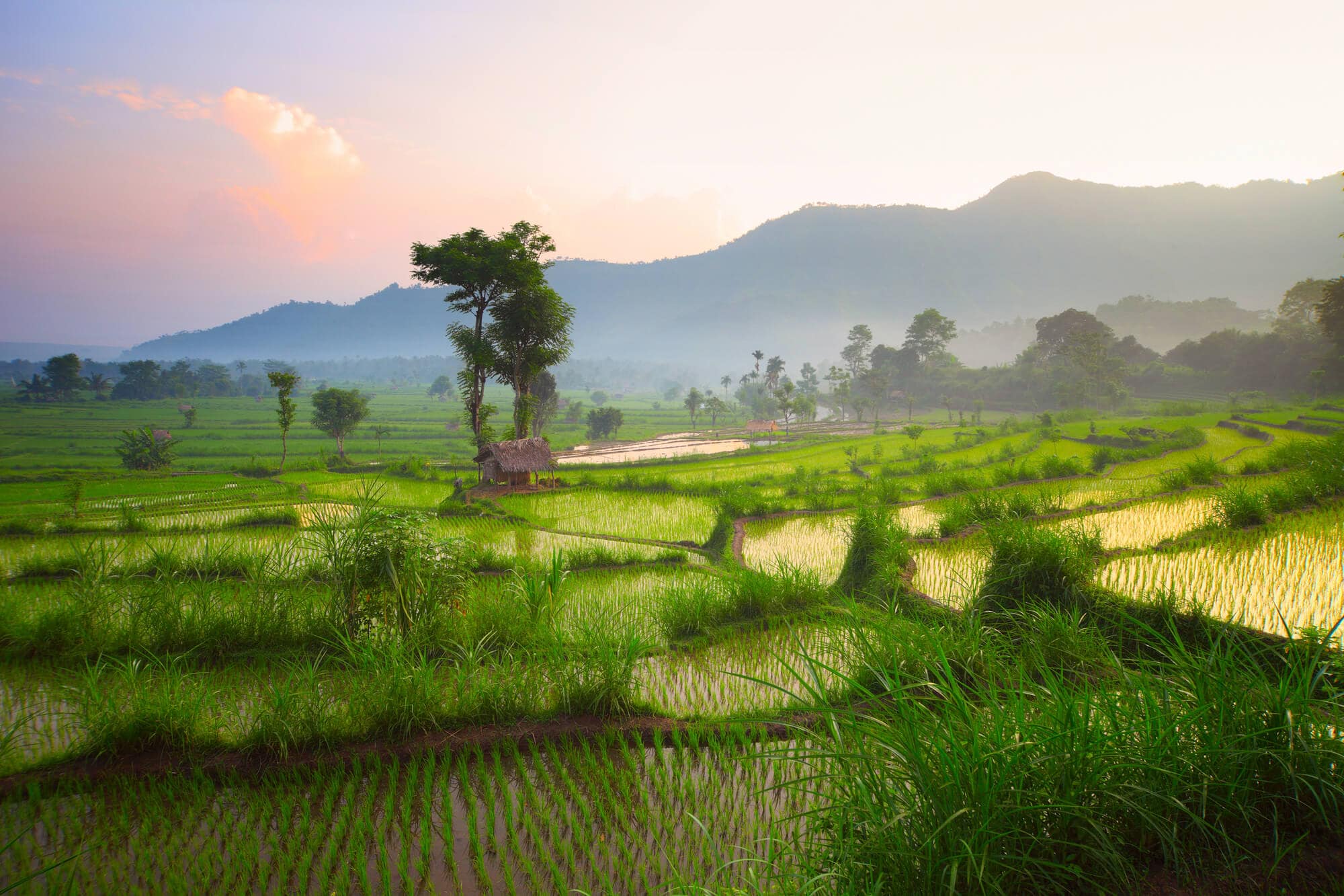 Sunrise over rice fields in Bali - things you need to know before visiting Bali