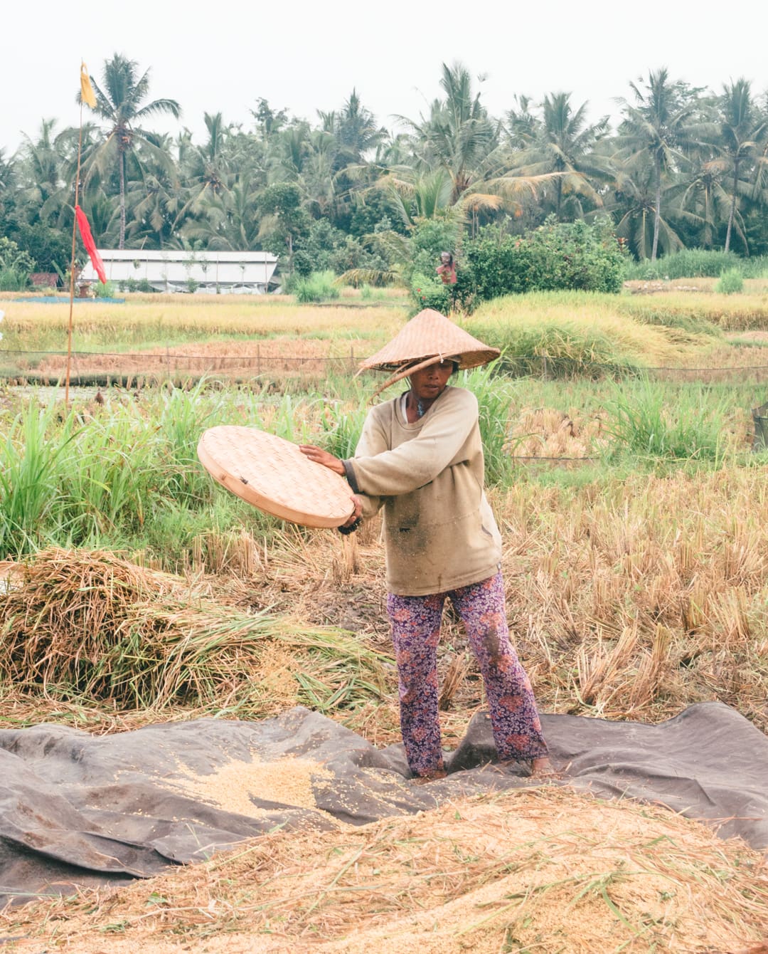 A women in a straw hat and flower pants working har harvesting rice in the fields of Bali.