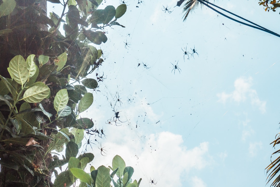 A spider web with over 100 spiders in a local visit we visited during our cycling tour in bali.