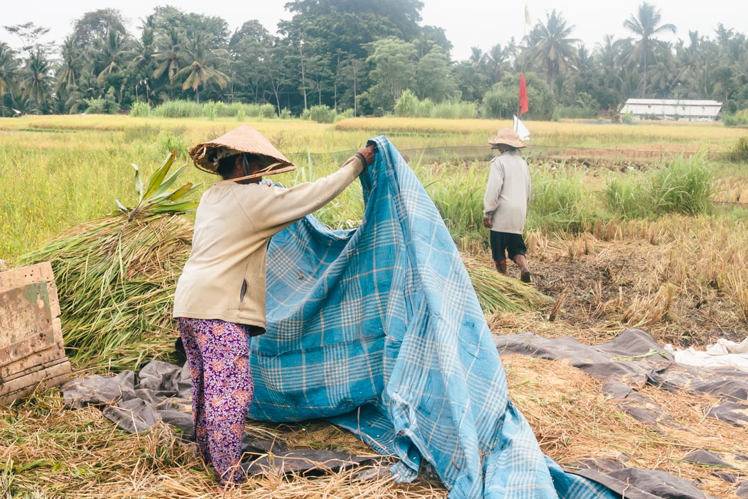 Top 11 unusual things to do in Bali - Become a traditional rice farmer for a day