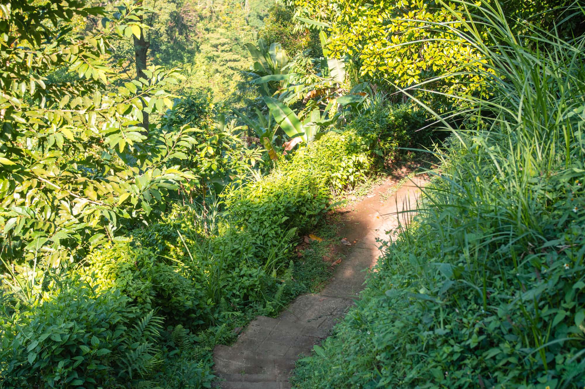 The path down to Sekumpul Waterfall in Bali