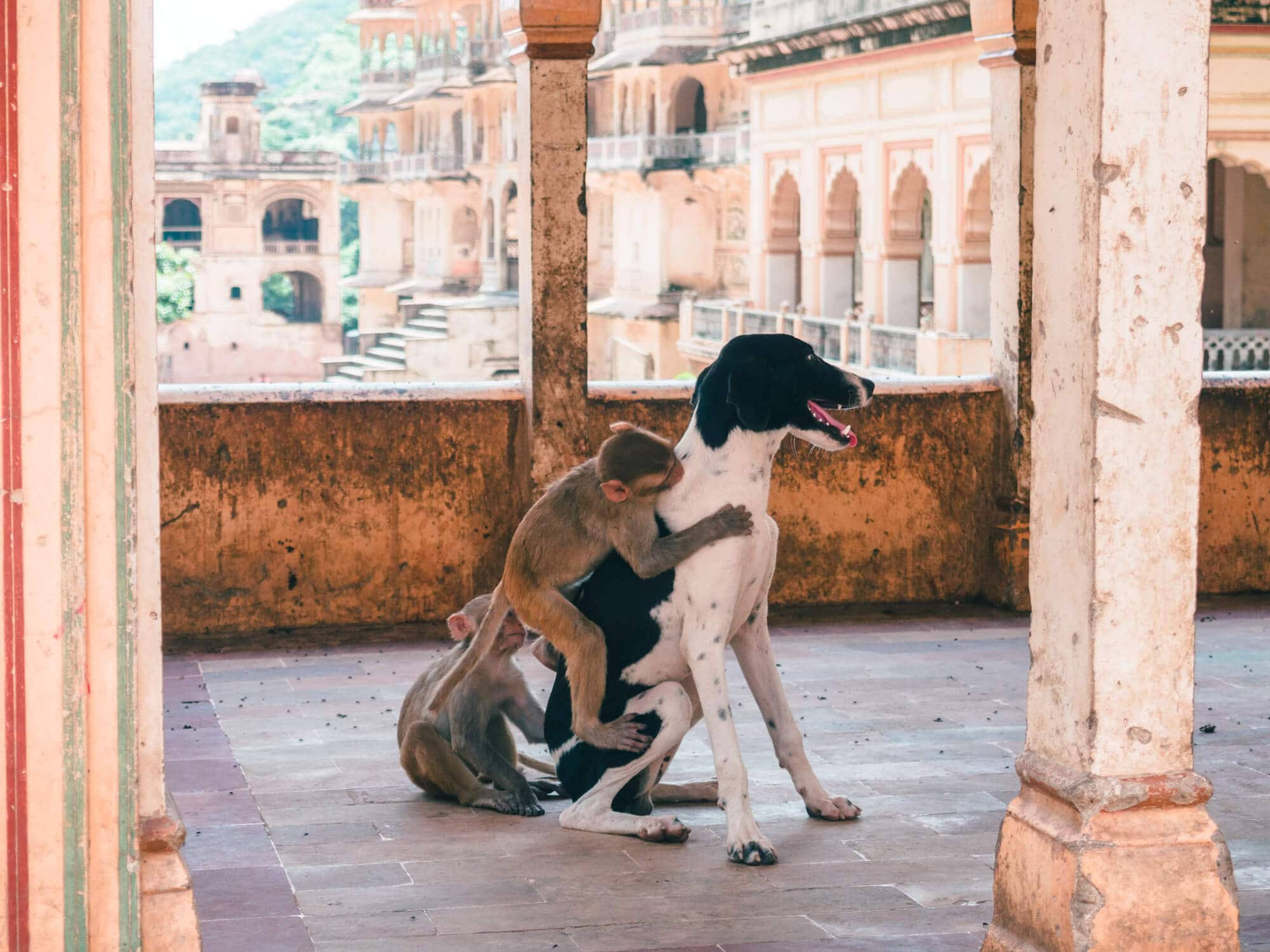How to spend 2 days in Jaipur, India - Galtaji Monkey Temple