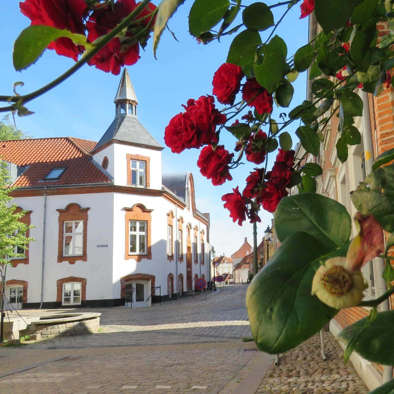 Best day trips from Aarhus - Cobbled streets of Viborg with roses in the foreground and a white brick building as the main subject. 