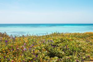 The turquoise ocean and seaside flowers at Favignana, a lesser-known island outside Sicily in Italy.