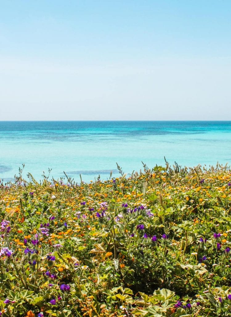 The turquoise ocean and seaside flowers at Favignana, a lesser-known island outside Sicily in Italy.