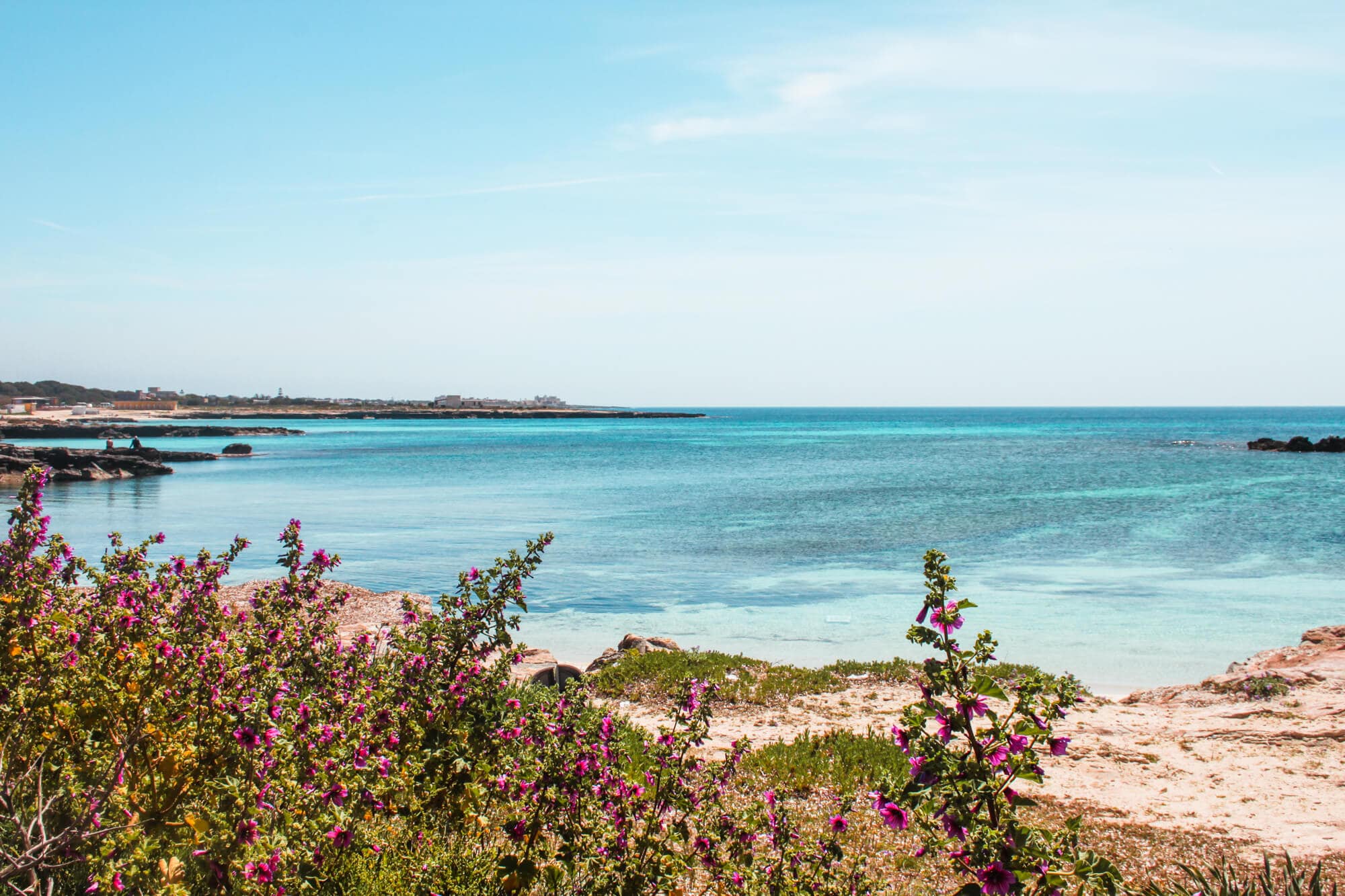 Turquoise ocean and purple beach flowers at Favignana, a lesser-known island outside Sicily in Italy. One of the best summer destinations in Europe.