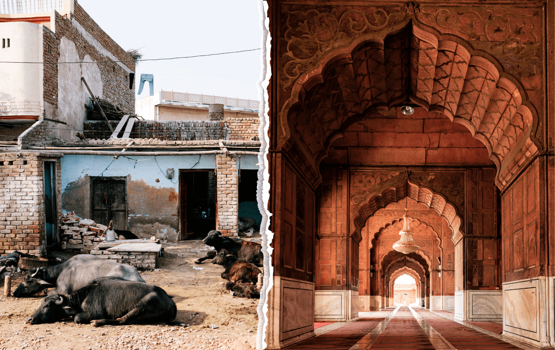 Contrasts of Delhi with a street scene of run down houses with cows laying on the ground vs. the beautiful arches in burnt orange color inside the Jama Masjid Mosque.