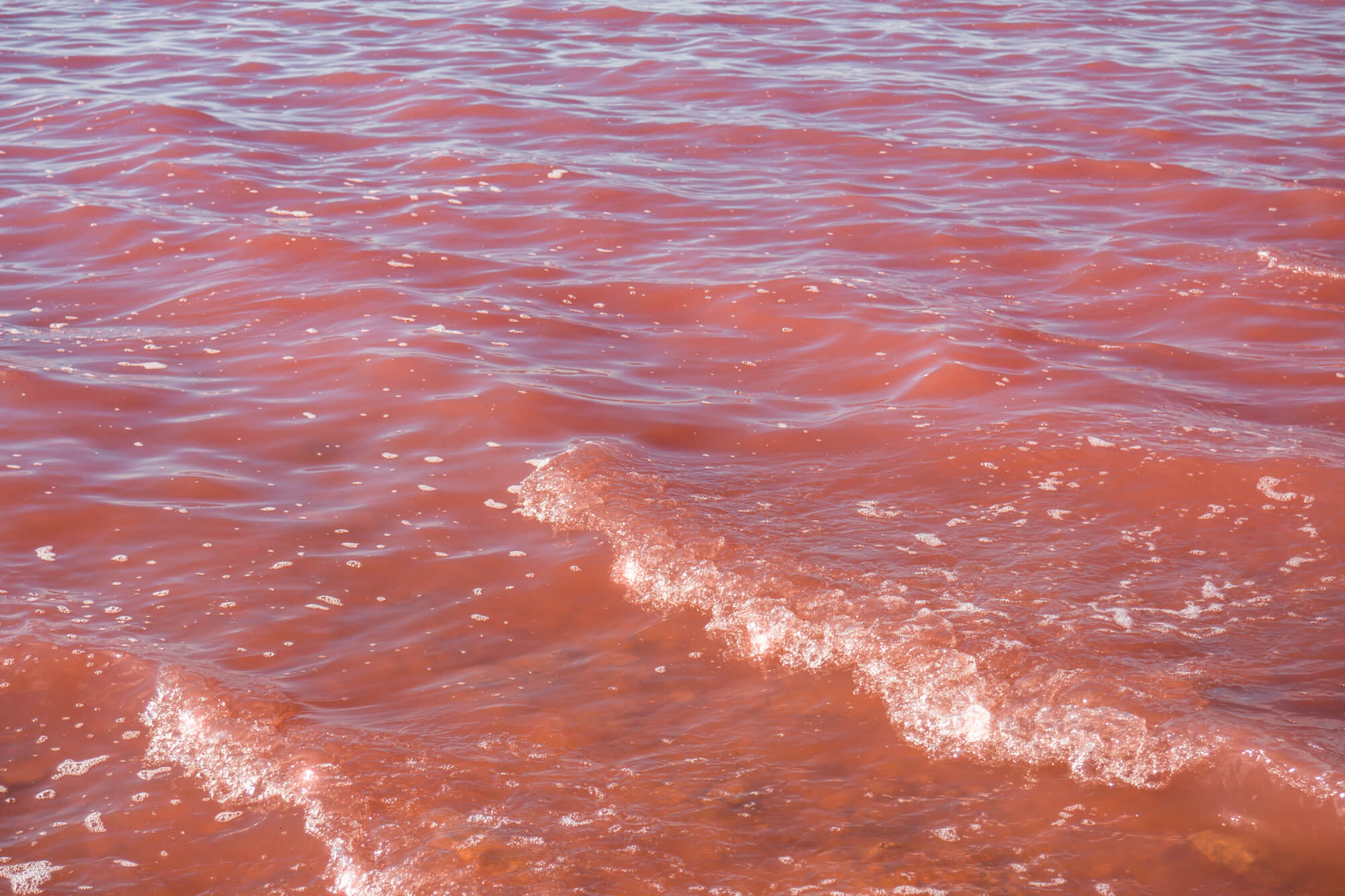 Laguna Salada de Torrevieja - Spain's stunning pink lake