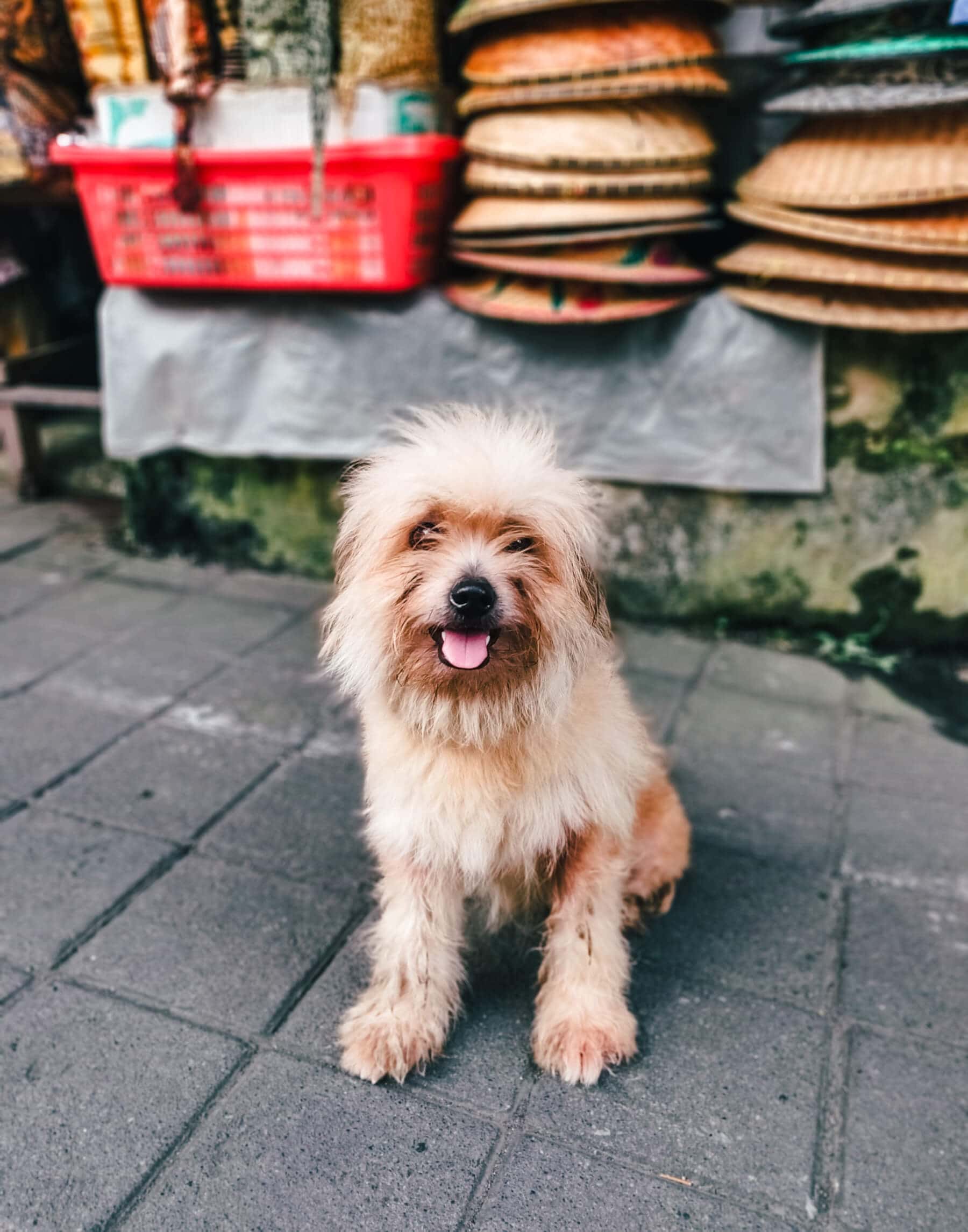 Cute fluffy dog sitting in front of a stall at Ubud Art Market, the most popular market in Bali.