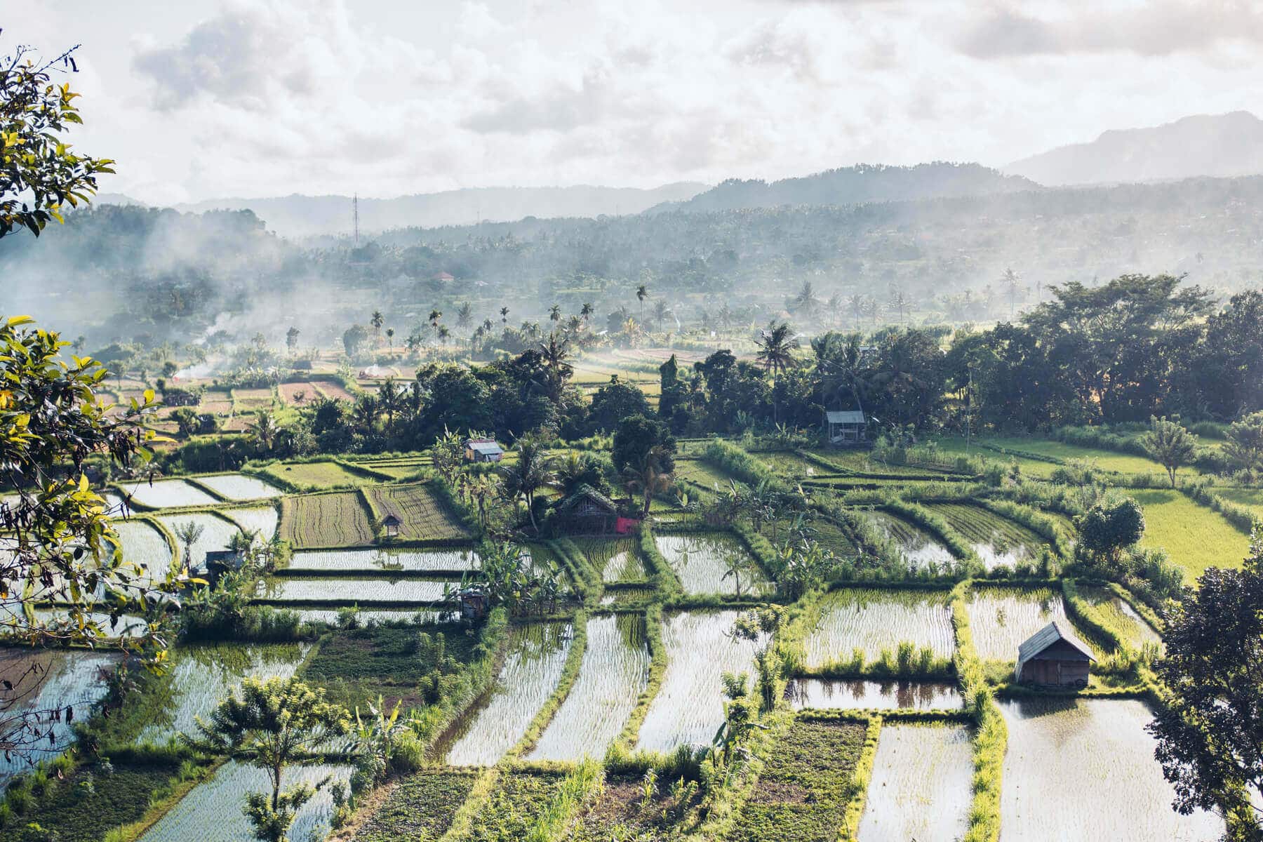View from our balcony in East Bali over green rice fields standing in water with misty mountains in the background.