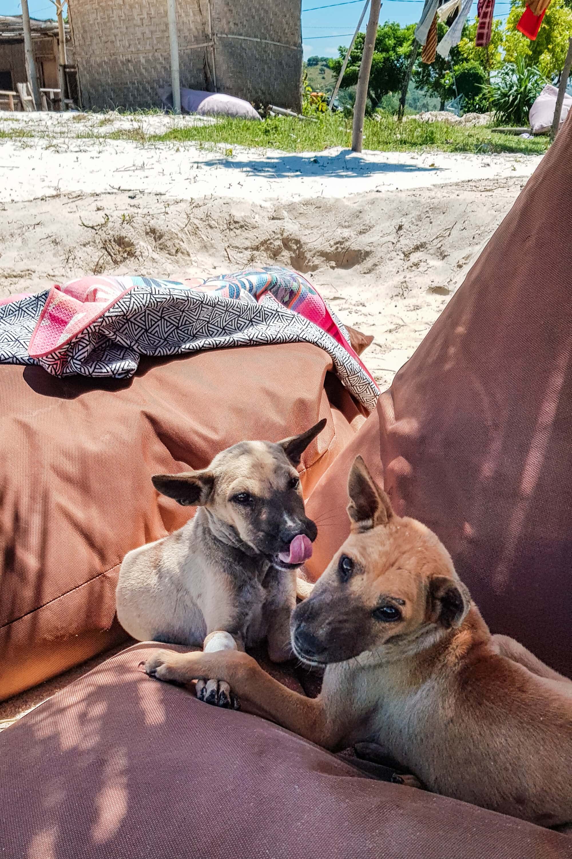 Follow along on our journey living in Kuta, Lombok for months - Puppies on Tanjung Aan Beach