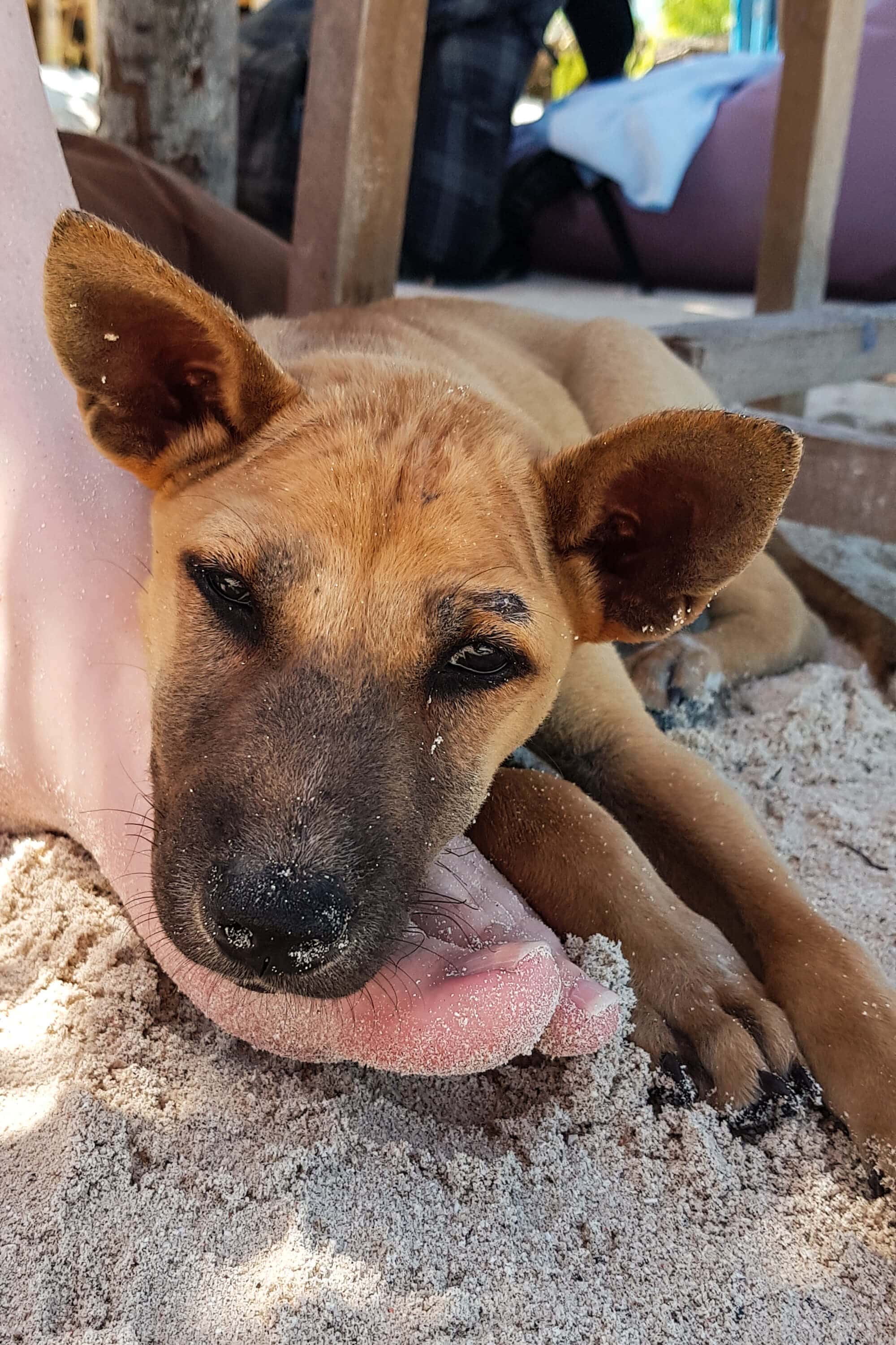 Follow along on our journey living in Kuta, Lombok for months - Puppies on Tanjung Aan Beach.