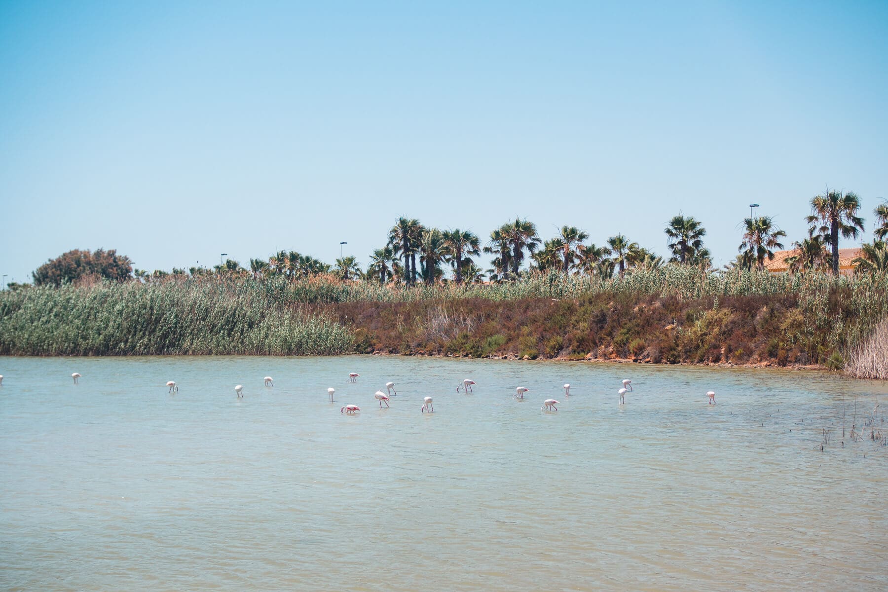 Murcia, Spain: Top 14 awesome things to do - Flamingos at Las Salinas Natural Reserve and marina