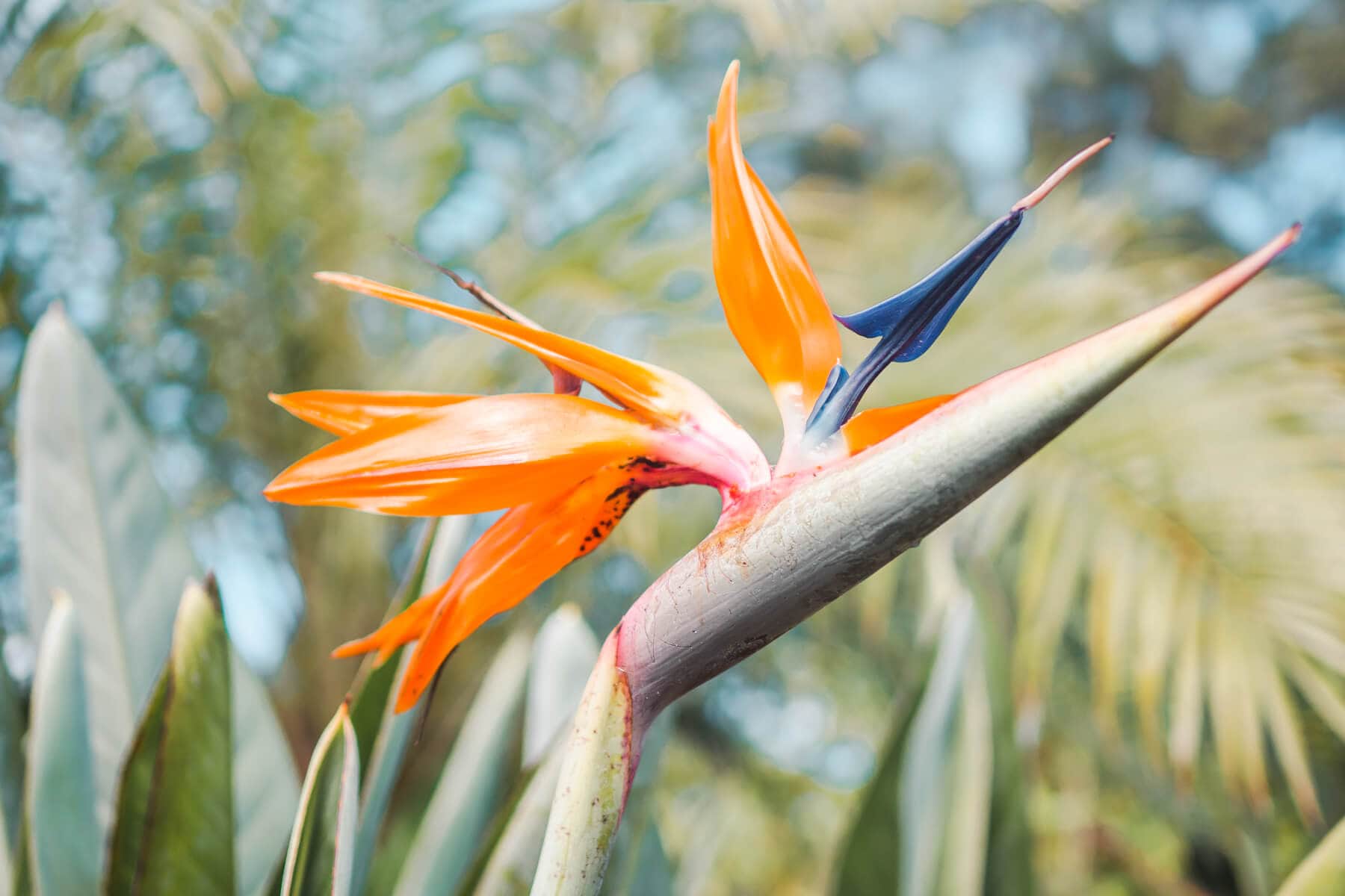 Orange, blue and green Birds of Paradise flower in Noosa Botanic Gardens, one of the top things to do in Noosa.