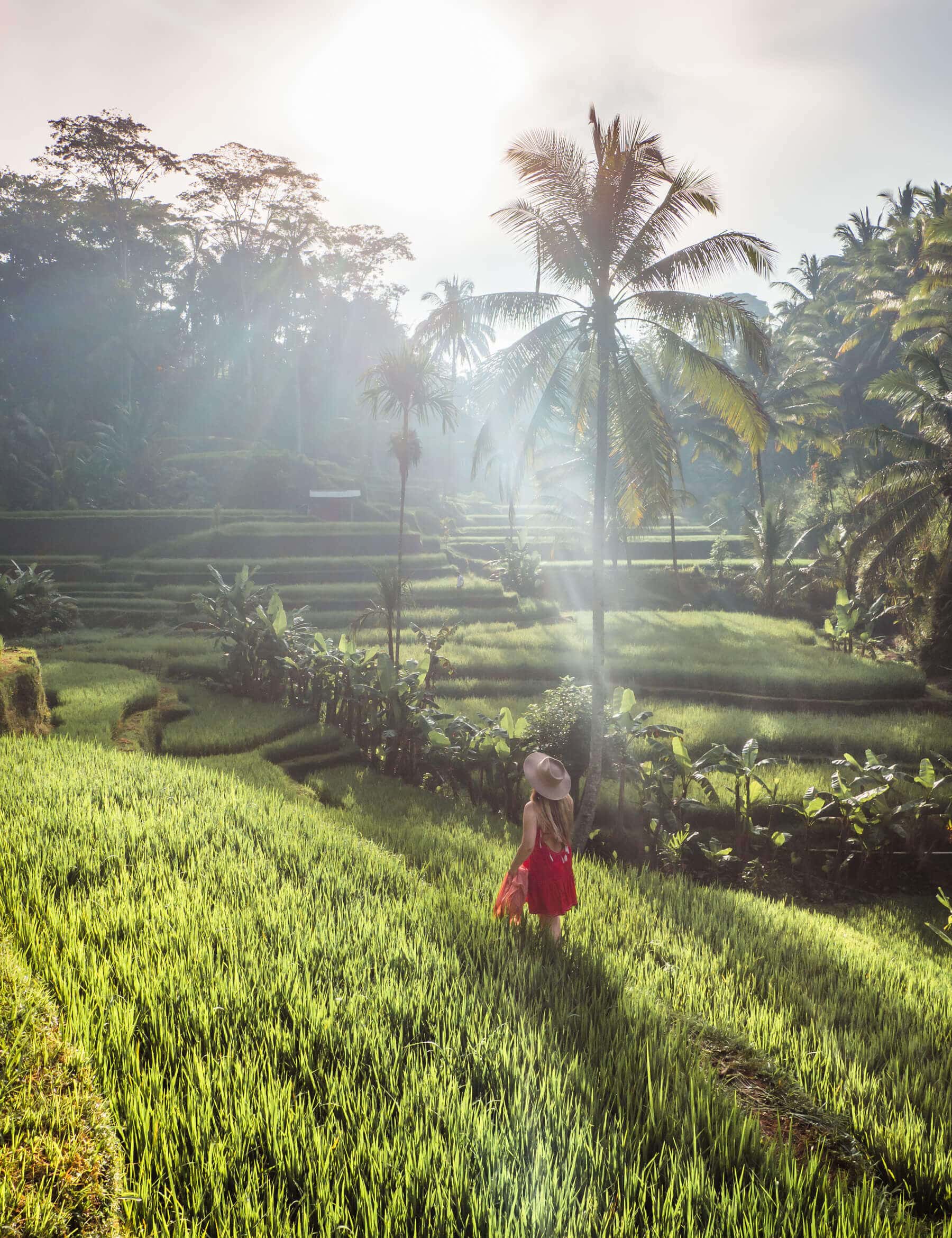 A girl walking through the rice fields in Tegalalang Rice Terrace Ubud at sunrise