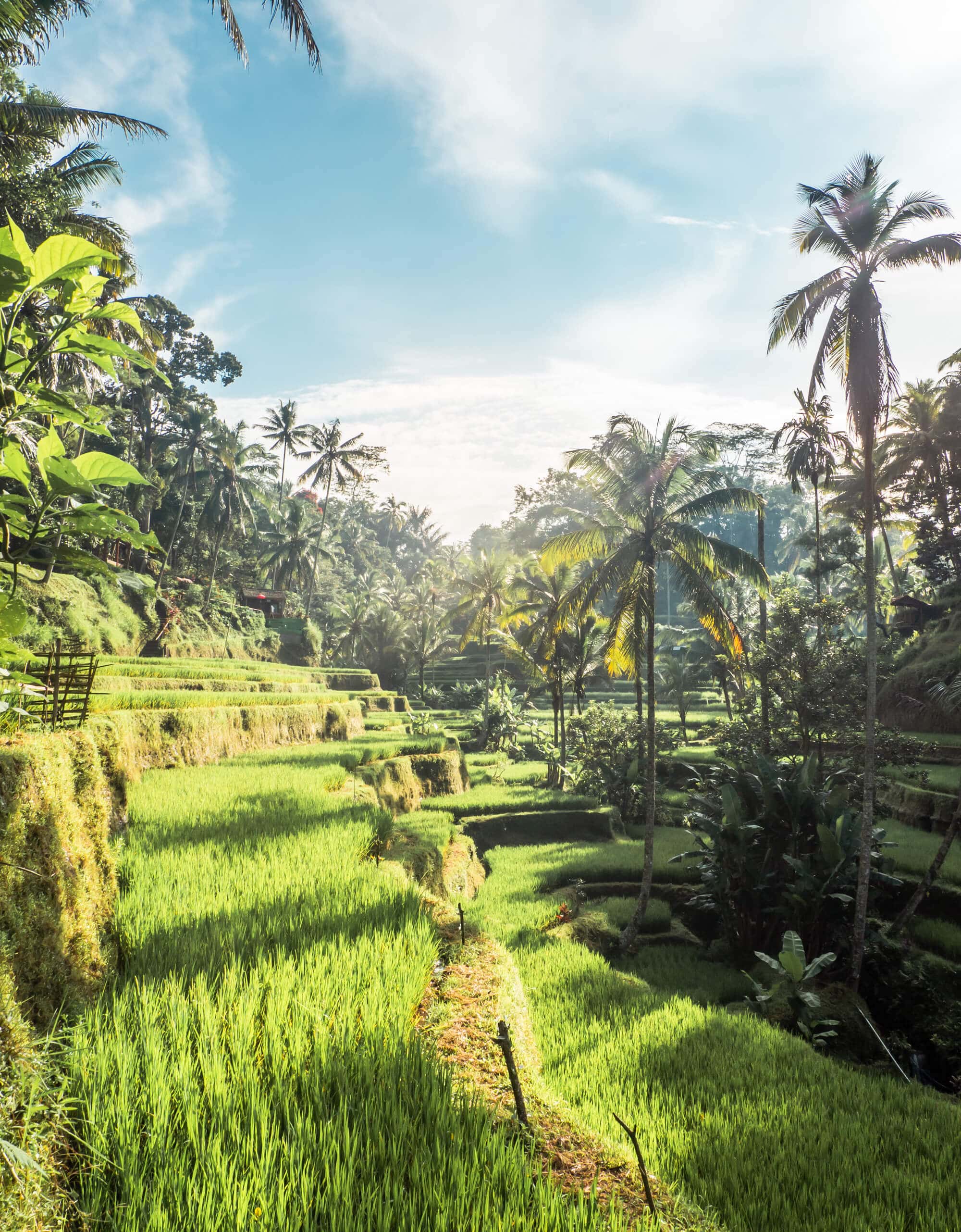 The popular Instagram sunrise photo location in Tegalalang Rice Terrace, Ubud