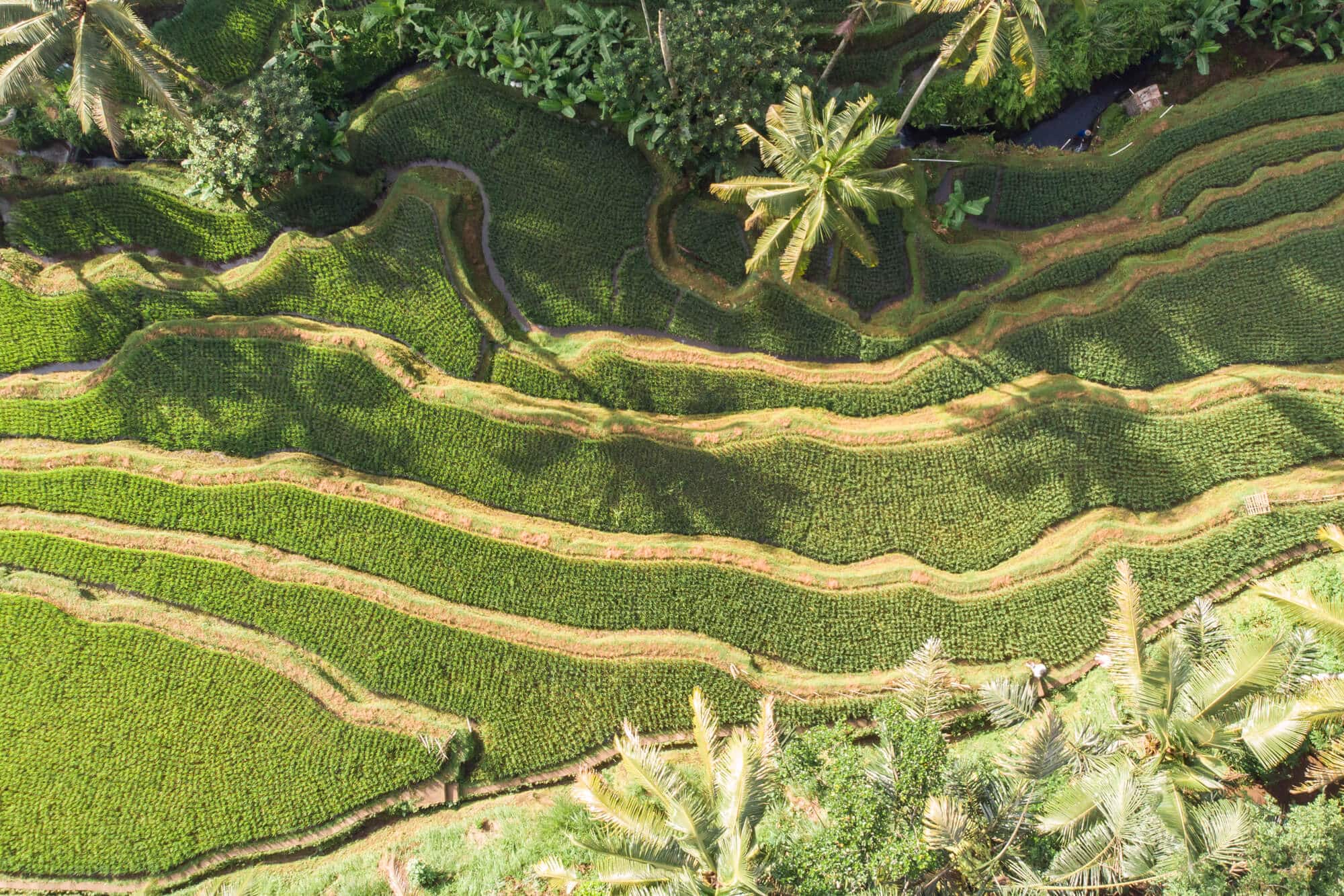Drone view of the Instafamous sunrise photo location in Tegalalang Rice Terrace, Ubud
