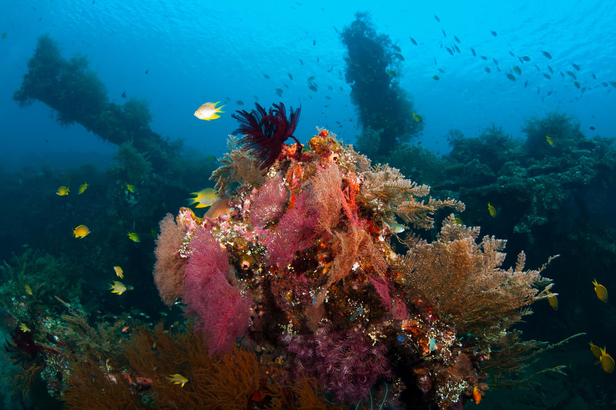 Go diving in Amed: One of the top things to do in East Bali