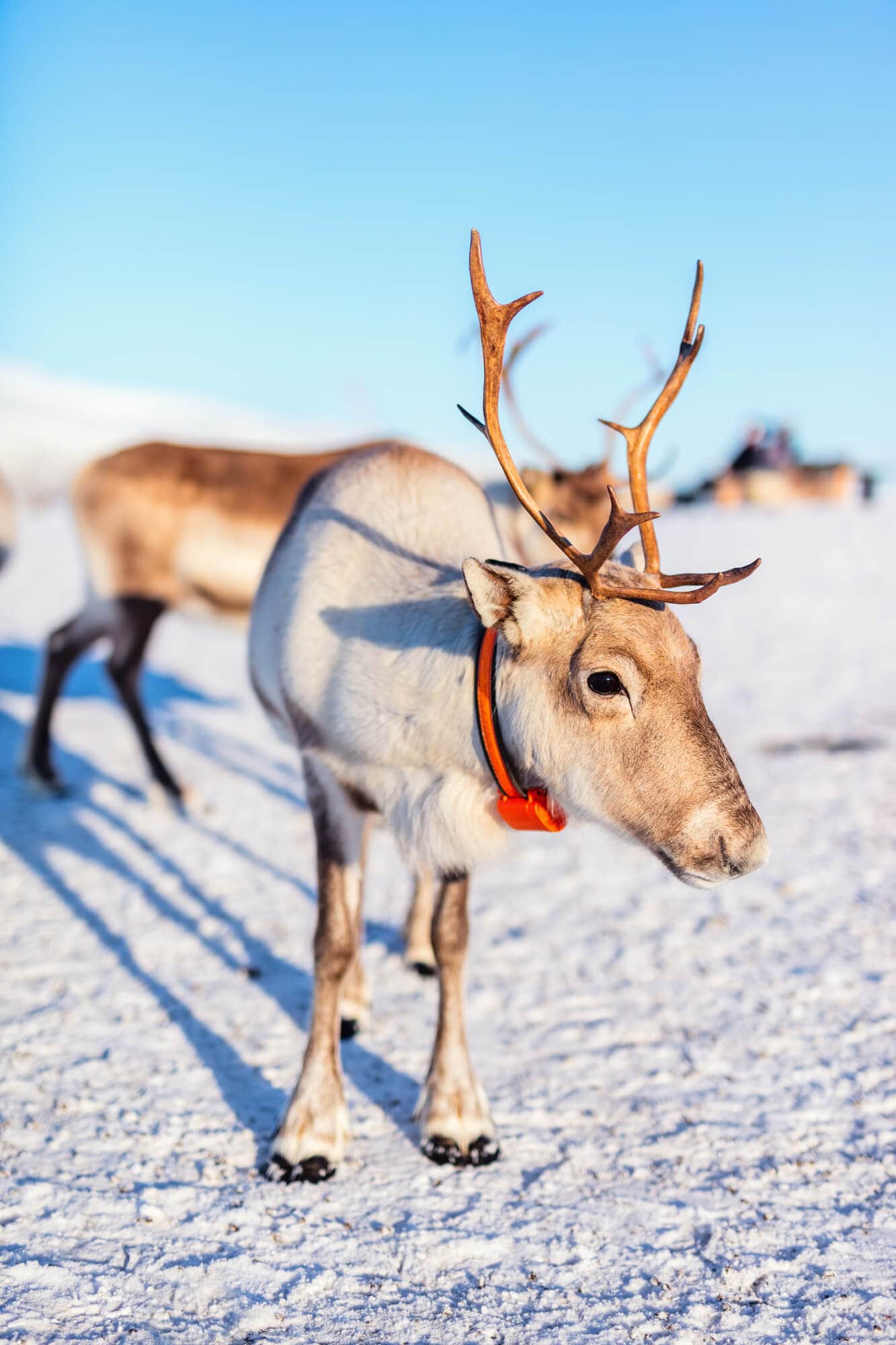Top things to do in Norway - Reindeer in northern Norway